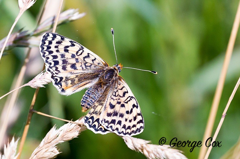 spotted fritillary pyrenees