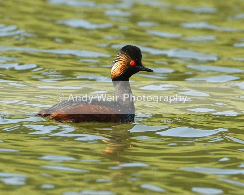20110410-IMG_3146 - Black-necked Grebe