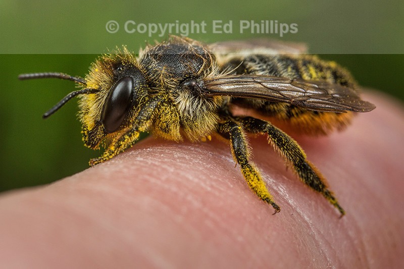Megachile centuncularis (f)
