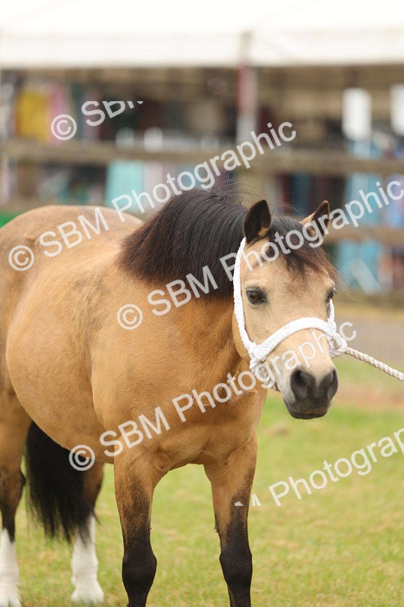 SBM_01556 - Class 50-57 - M&M Welsh Pony In Hand
