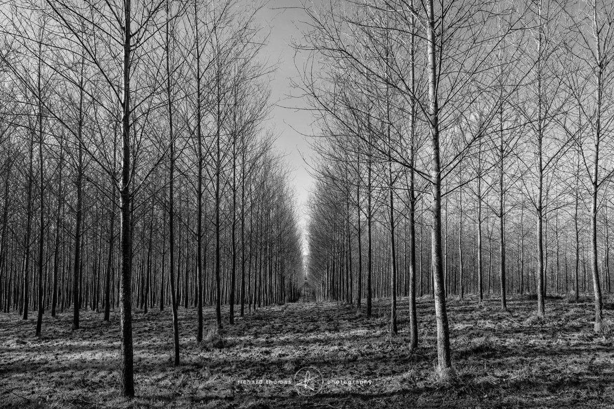 Matchsticks II - Order