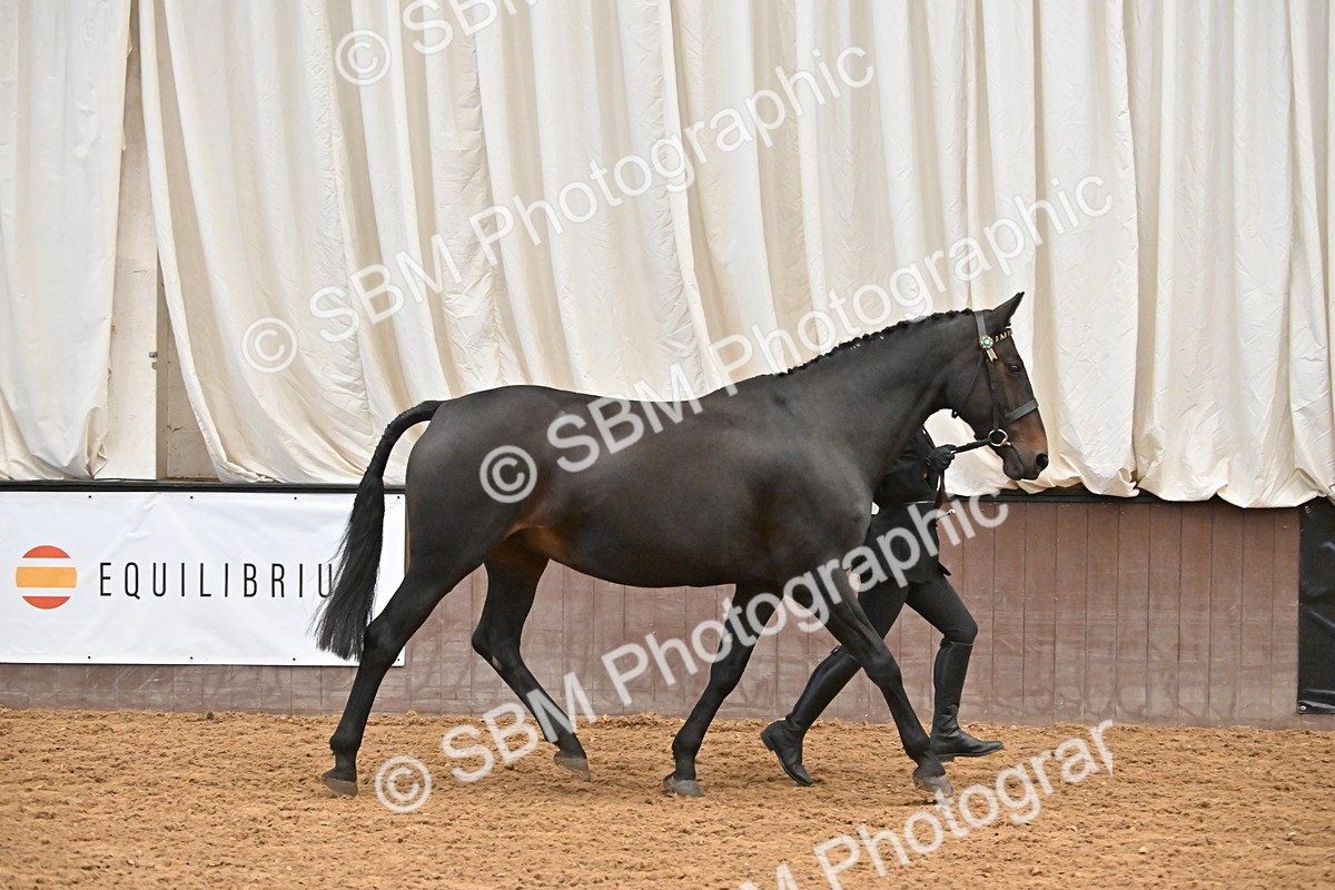 SBM_000079 - Class 4 - BSHA In Hand Show Cob