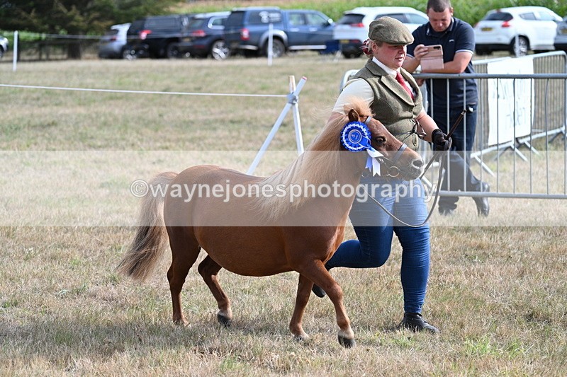 WJ7_8141 - In-hand Championship