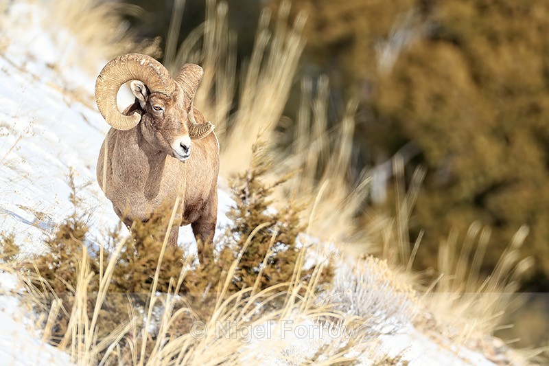 Bighorn Sheep pauses and looks, Yellowstone National Park - Sheep