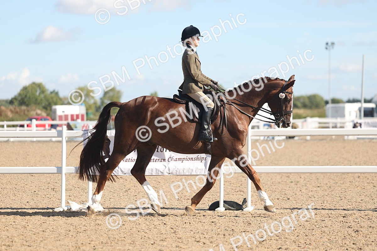 SBM_13017 - Class 305 - Ridden Foreign Breed Pure Bred