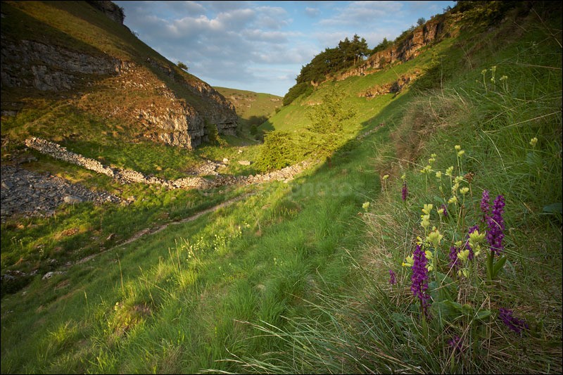 lathkill orchids - Peak District | White Peak