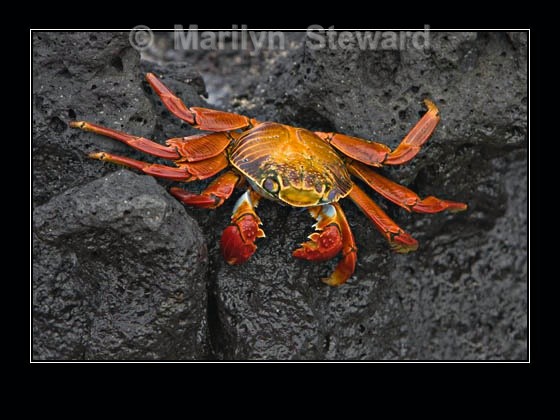 Sally Lightfoot crab - Galapagos Islands