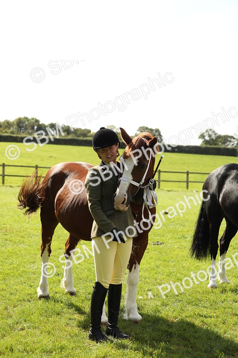 SBM_65505 - S47 - Mountain & Moorland In Hand Large Breeds