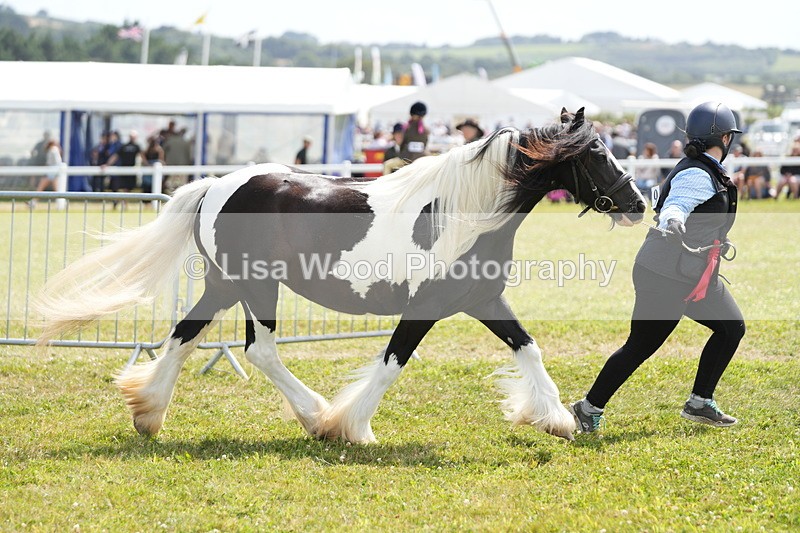 DSC07203 - Coloured Horse In Hand Championship