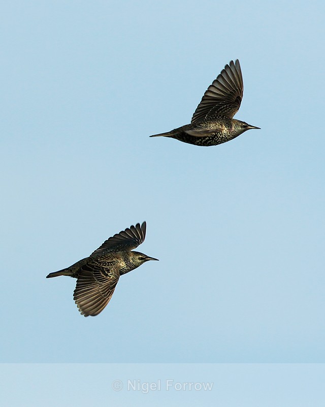 Starlings in flight at Otmoor - Starling