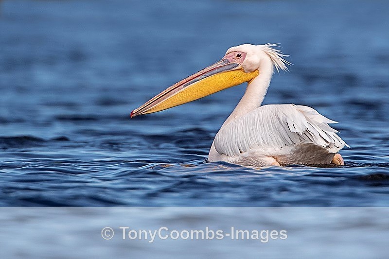 White Pelican - Danube Delta