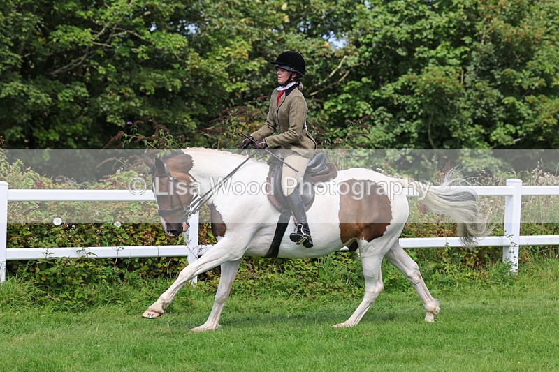 3E7A8702 - Class 5: Working Show Horse