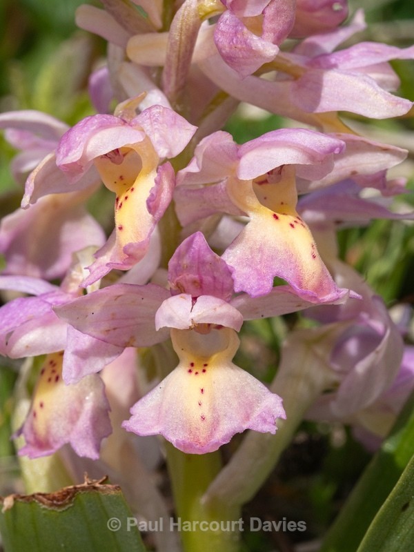Hybrid Orchis - Orchis x colemanii ( Orchis mascula x O. pauciflora) - Wild Orchids - 1