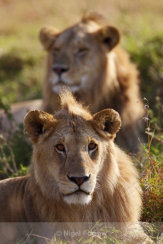 Young Lions resting in the grass in the Masai Mara - Lion
