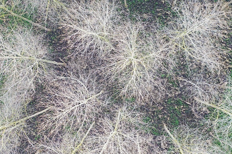 Poplar trees growing in the Nar Valley - Ariel Landscapes