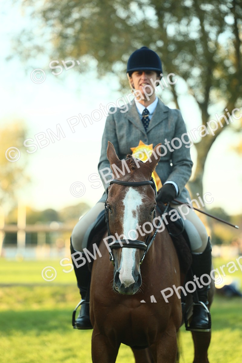 SBM_56560 - S14 - Riding Club Horse