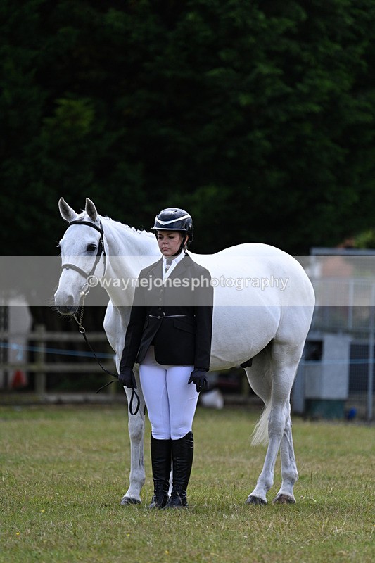 WJ7_7103 - Class 5a Most Handsome Gelding in Hand