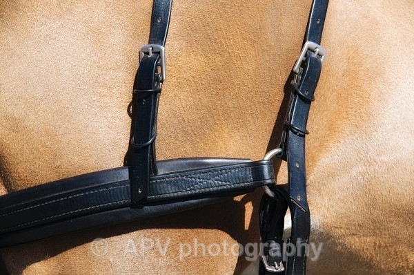 _DSC8775 - Ashfields Carriage & Polo Club