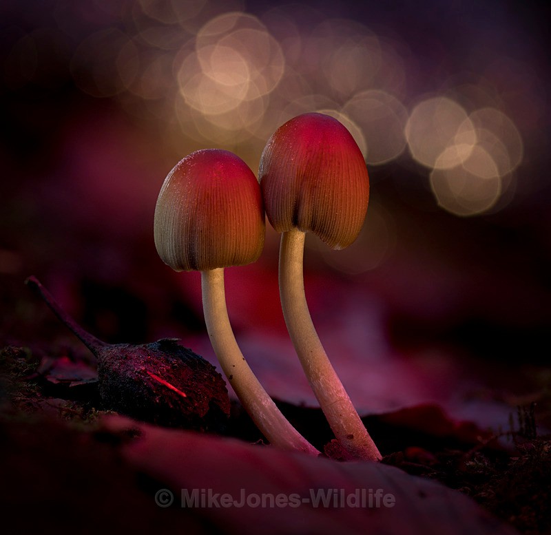 Fungi, Aberduna nature reserve, North wales - AUTUMN 2025 FUNGI/MUSHROOMS