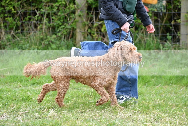 WJ5_9169 - Class 1 Best Cross Breed / Heniz 57