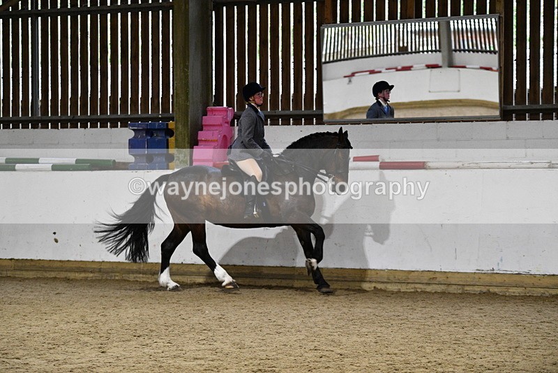WJ5_8807 - Class 15 Ridden Show Horse