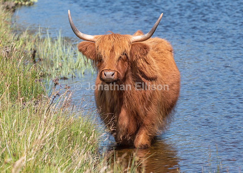 Highland Cow - Scotland