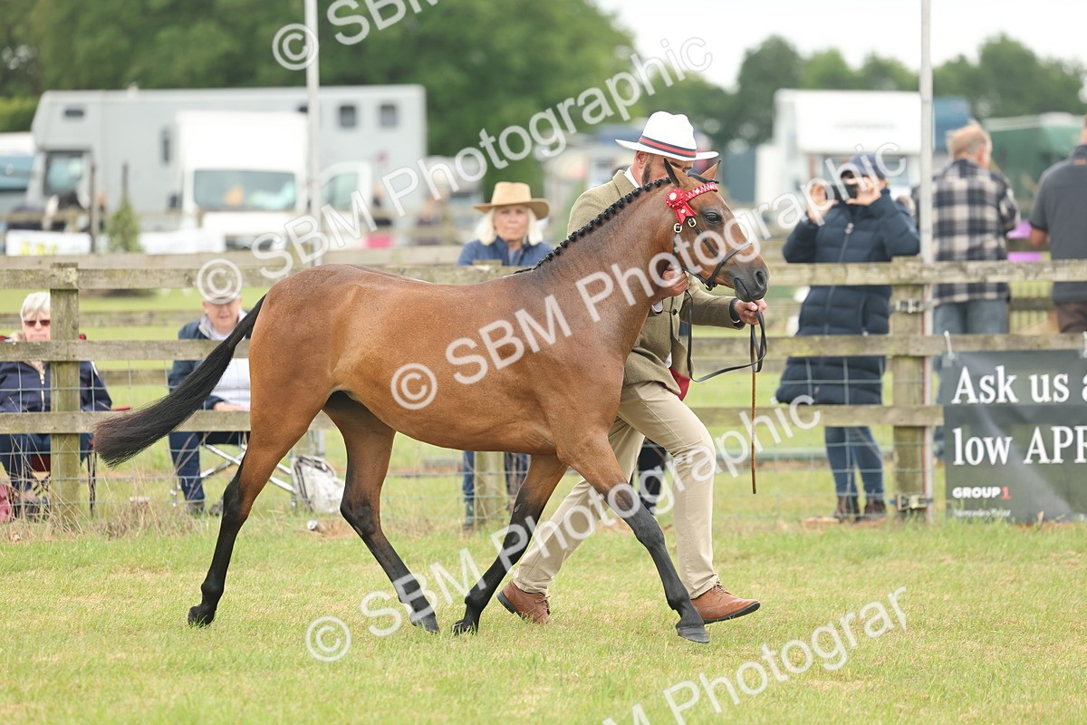 SBM_05424 - Class 68-73 - Riding Pony Breeding
