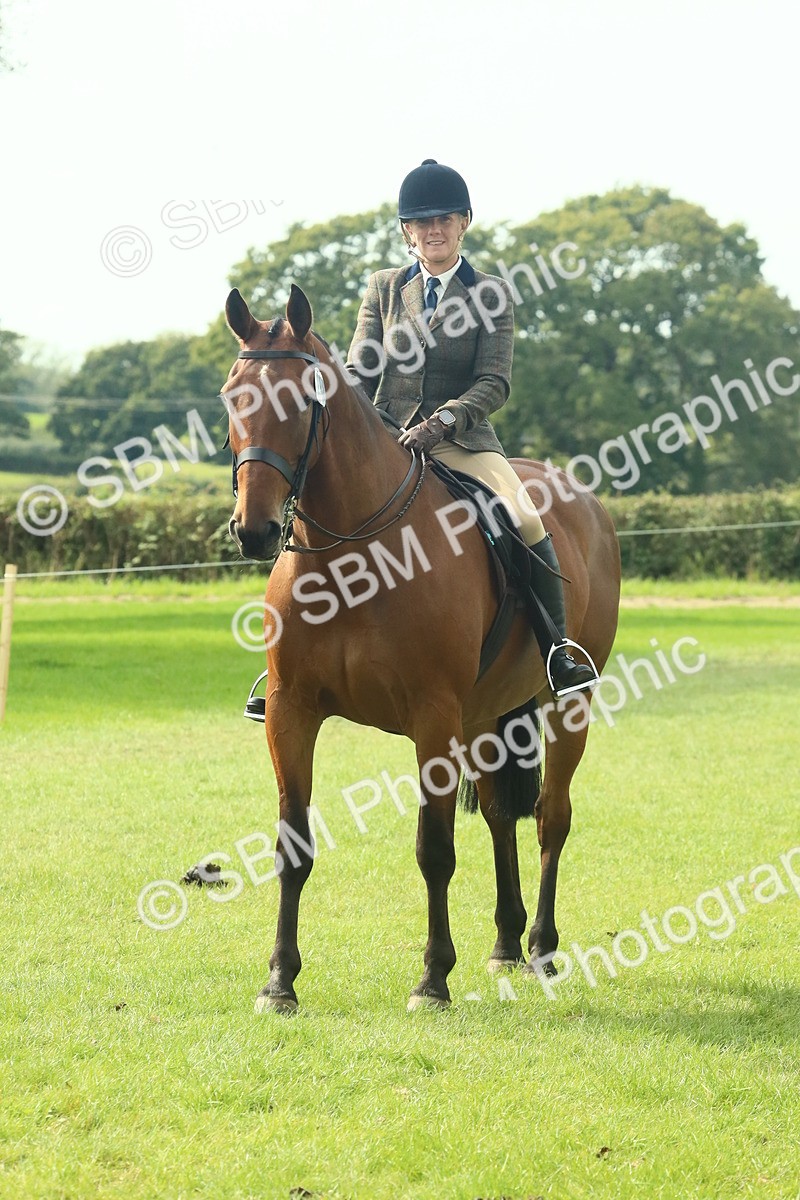 SBM_66718 - S34 - Rehabilitated Rescue Horse & Pony In Hand & Ridden