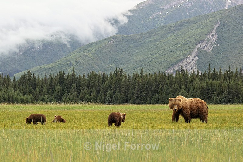 Brown Bear family grazing in meadow, Silver Salmon Creek, Alaska - Brown Bear