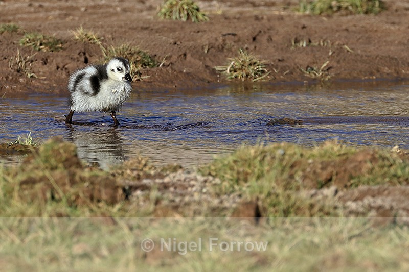 Andean Goose gosling crosses stream, Machuca, Chile - Andean Goose