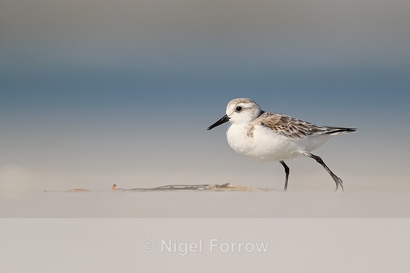 Sanderling pauses on North Beach, Fort De Soto, Florida - Sanderling