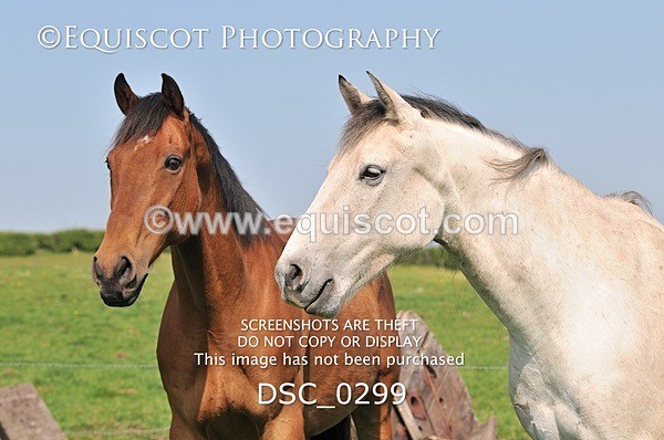 DSC_0299 - ARCHIVE REQUEST - Quincy and Guinness