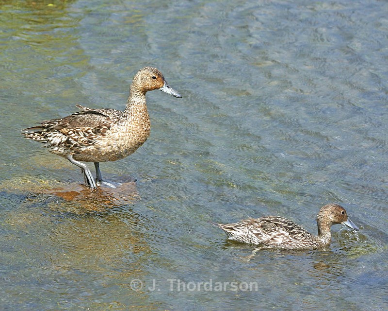  - Ducks
