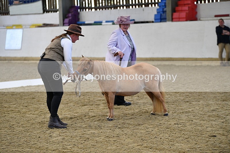 WJ5_3873 - Class 5 In Hand Veterans