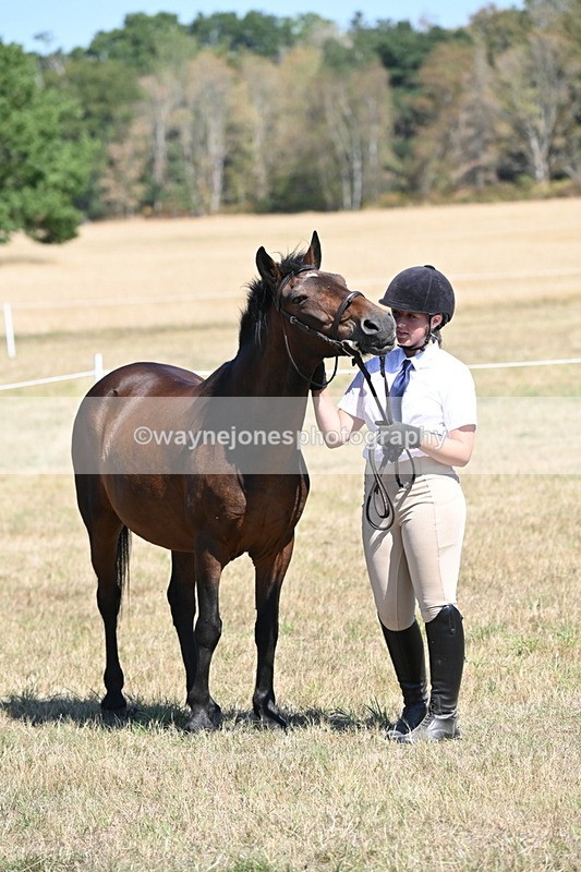 WJ6_8670 - Class 37b Best Loan Pony In-hand