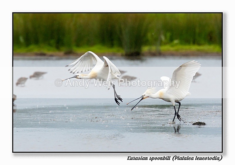 190529-untitled-8E0A4051-Edit - Waders