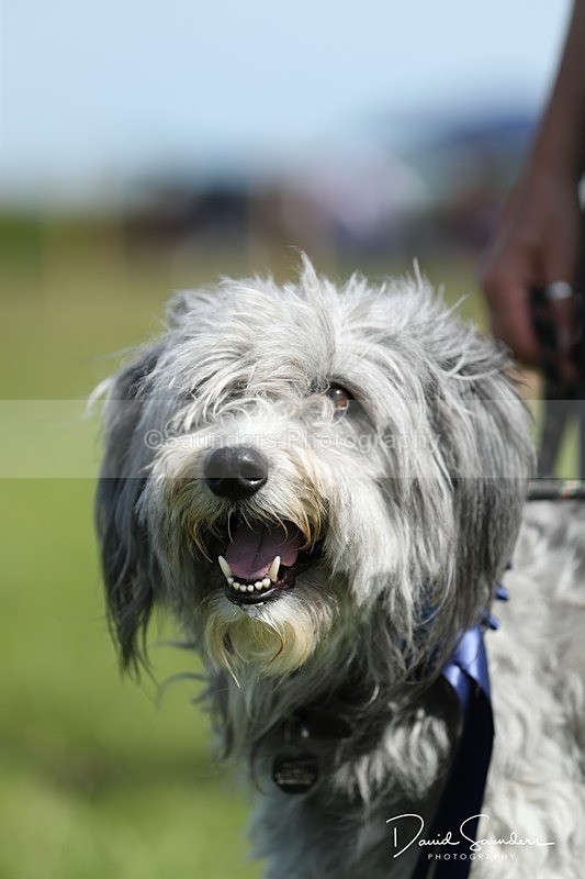 SPXX0575 - Dog show