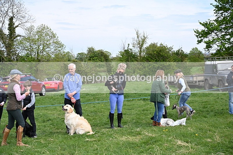 WJ6_9140 - Class 8 Best Working / Gun Dog or Bitch