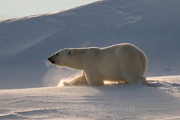 Polarbear 5563a - Wildlife