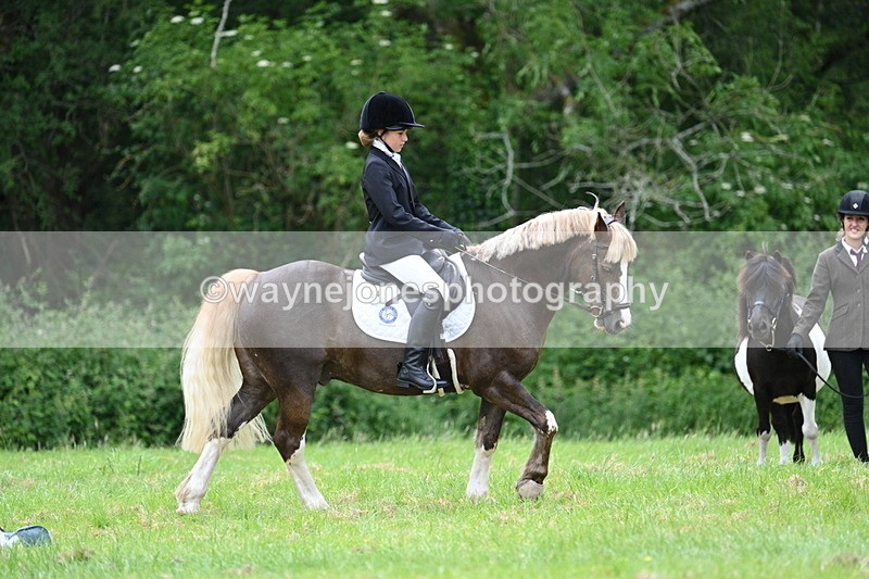 WJ7_4180 - Class 14A Handsome Gelding
