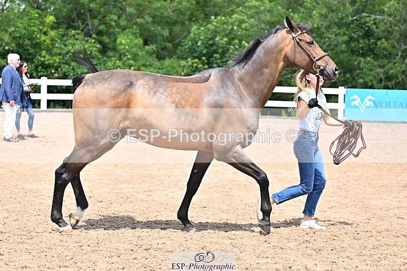 240718A-105304-01528 - Trot Up 12pm to 1pm
