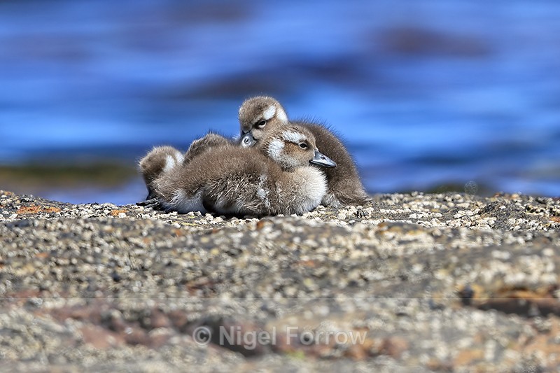 Steamerduck chicks huddled together, Carcass Island, Falklands - Falkland Flightless Steamerduck
