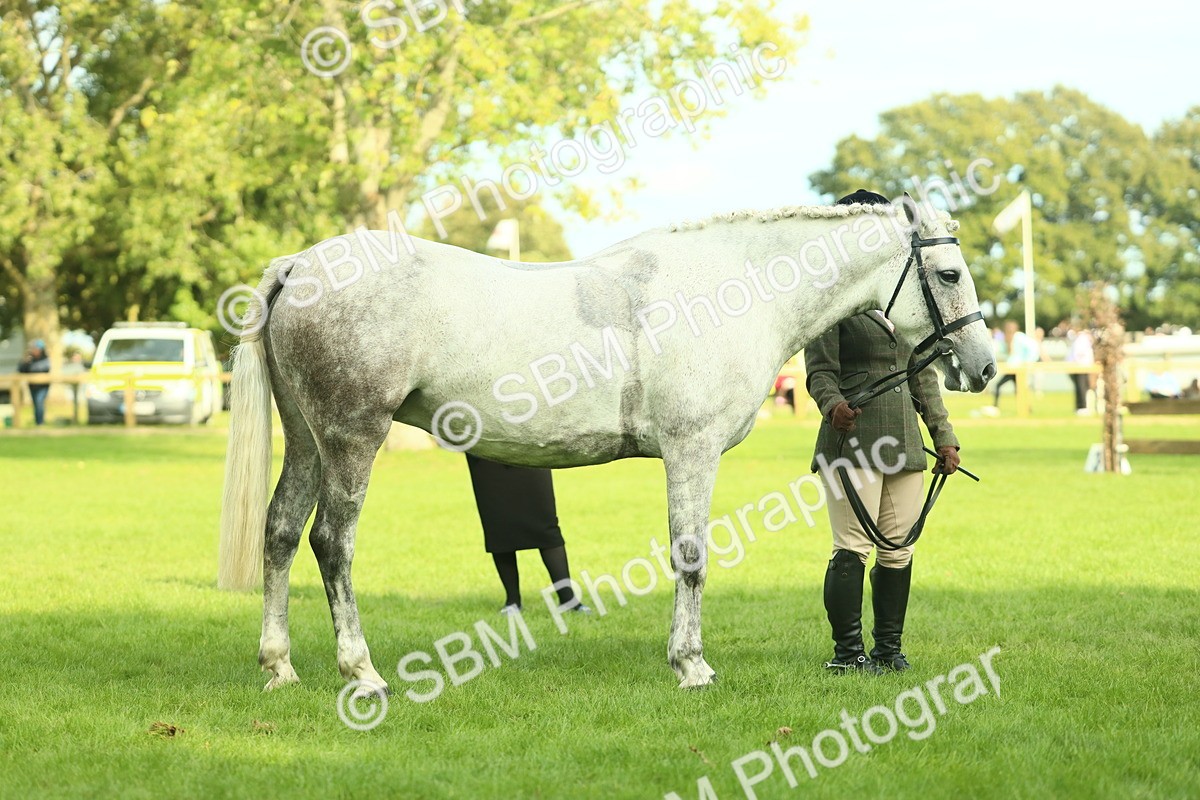 SBM_52131 - S33 - Working Hunter & Working Show Horse