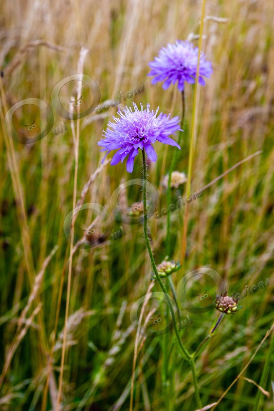 scabious-5886 - Plants and trees