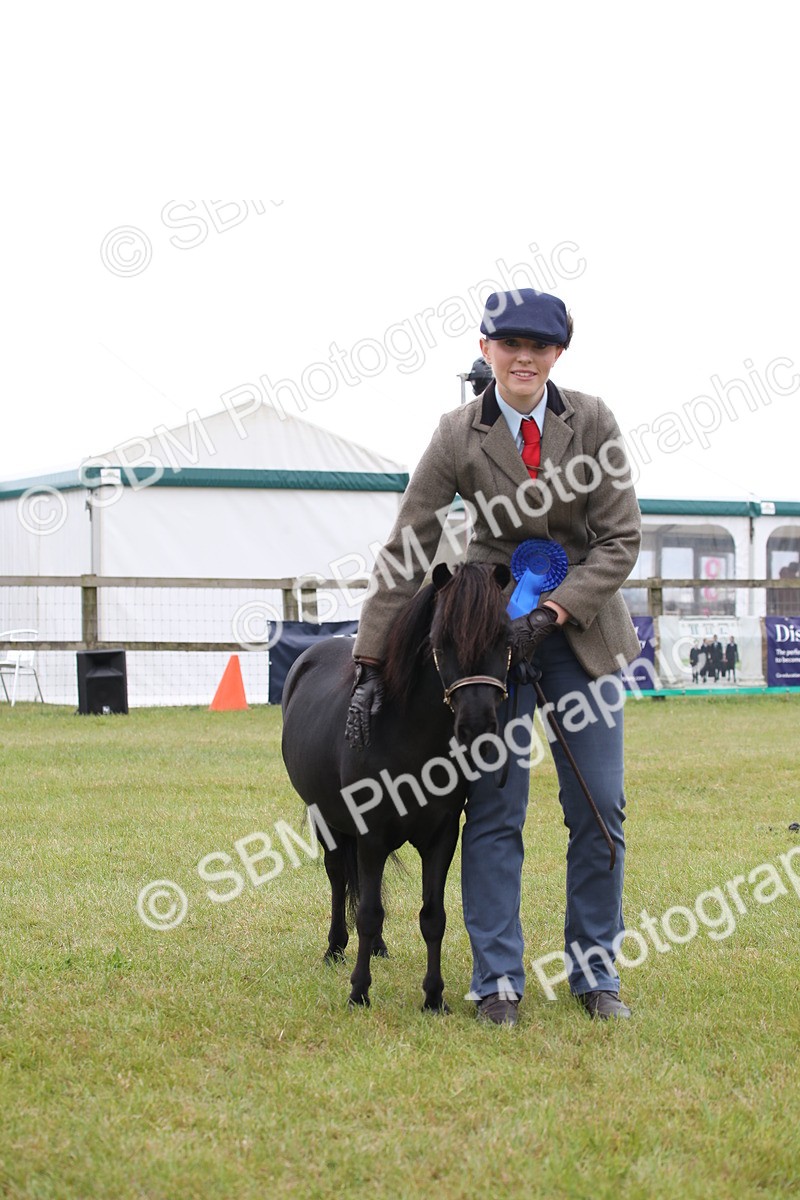 SBM_04015 - Class 23-25 - British Miniature Horse of the Year