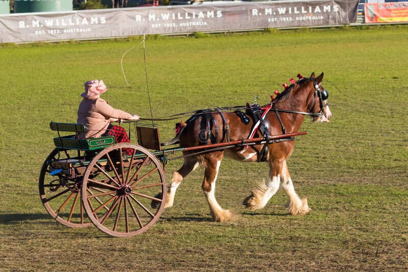 Harness Driving Challenge 27. 0A3A9762 - 2025 Senic Rim Clydesdale Spectacular