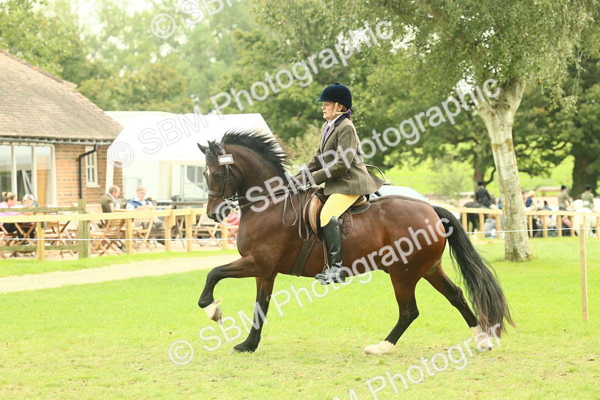 SBM_72004 - S60 - Mountain & Moorland Ridden Large Breeds