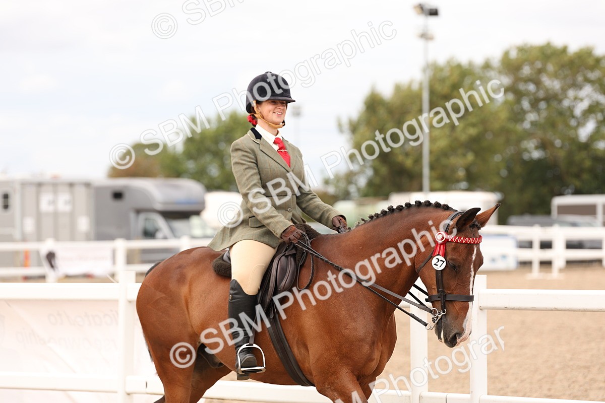 SBM_17298 - Class 214 - Ridden Hack Riding Horse