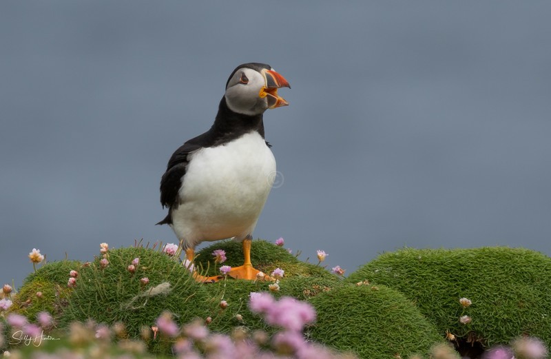 Cute Puffin 11