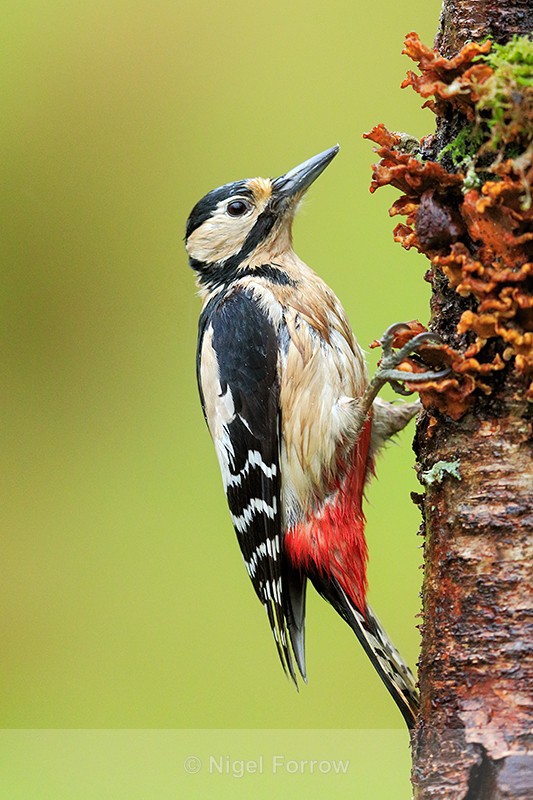 Great Spotted Woodpecker, heavy rain, Scotland - Great Spotted Woodpecker